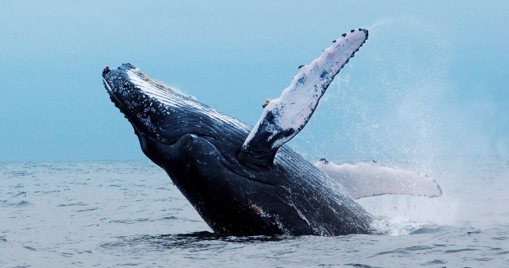 Top rated whale-watching packages and holiday destinations in South Africa